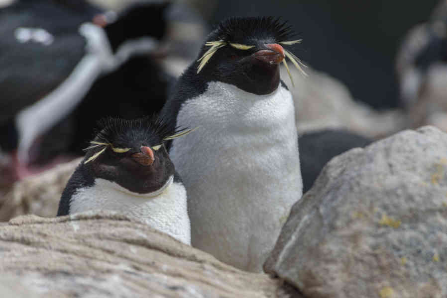 Pingüino Rockhopper - islas Falkland o Malvinas 35.jpg